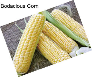 Bodacious Corn