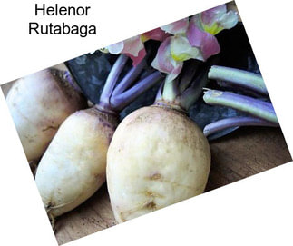 Helenor Rutabaga