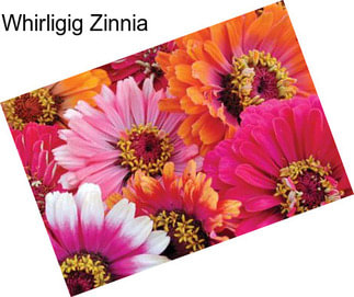 Whirligig Zinnia