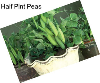 Half Pint Peas