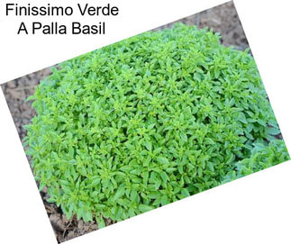 Finissimo Verde A Palla Basil