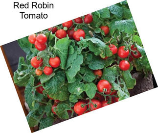 Red Robin Tomato