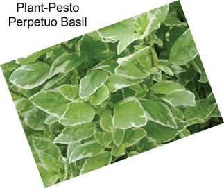 Plant-Pesto Perpetuo Basil