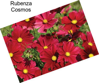 Rubenza Cosmos