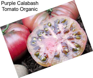 Purple Calabash Tomato Organic