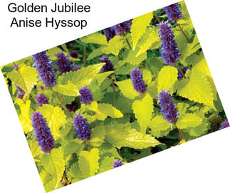 Golden Jubilee Anise Hyssop