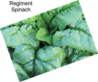 Regiment Spinach