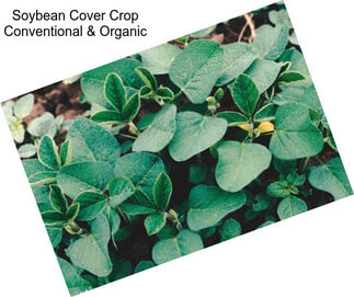 Soybean Cover Crop Conventional & Organic