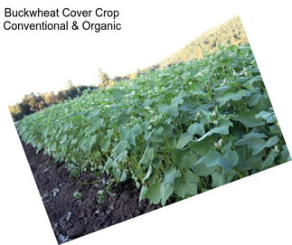 Buckwheat Cover Crop Conventional & Organic