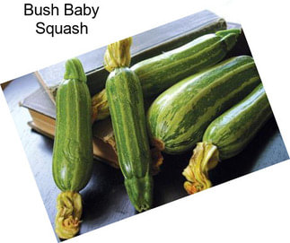 Bush Baby Squash