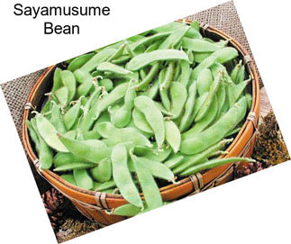 Sayamusume Bean