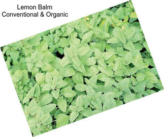 Lemon Balm Conventional & Organic