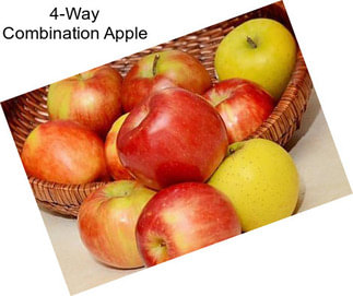 4-Way Combination Apple