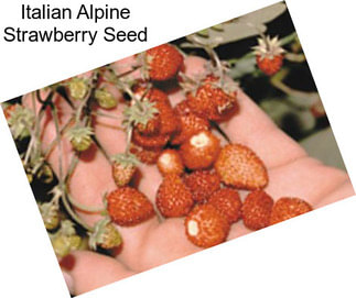Italian Alpine Strawberry Seed