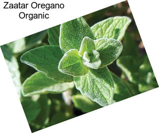 Zaatar Oregano Organic