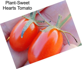 Plant-Sweet Hearts Tomato