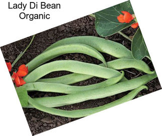 Lady Di Bean Organic