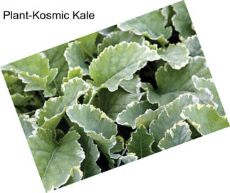 Plant-Kosmic Kale