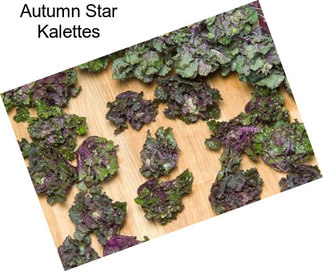 Autumn Star Kalettes