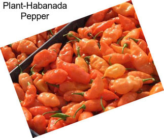 Plant-Habanada Pepper