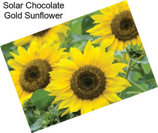 Solar Chocolate Gold Sunflower