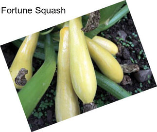 Fortune Squash