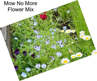 Mow No More Flower Mix