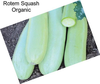 Rotem Squash Organic