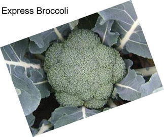 Express Broccoli