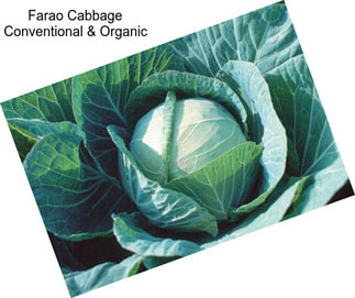 Farao Cabbage Conventional & Organic