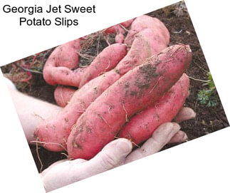 Georgia Jet Sweet Potato Slips