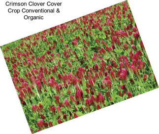 Crimson Clover Cover Crop Conventional & Organic