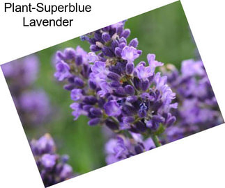 Plant-Superblue Lavender