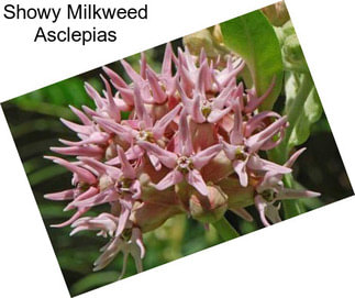 Showy Milkweed Asclepias