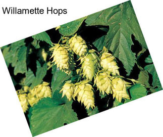 Willamette Hops