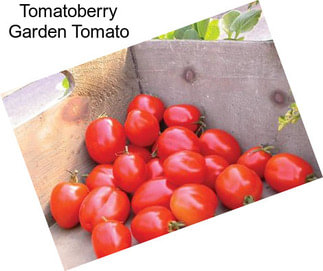 Tomatoberry Garden Tomato