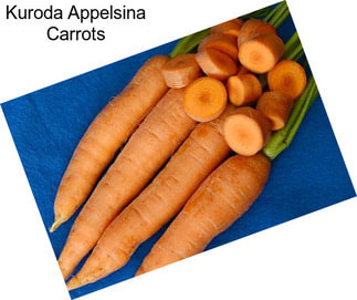 Kuroda Appelsina Carrots