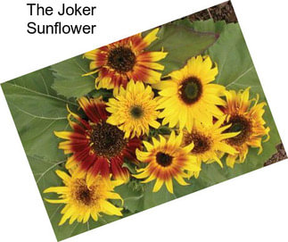 The Joker Sunflower