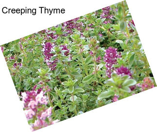 Creeping Thyme