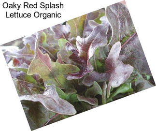 Oaky Red Splash Lettuce Organic