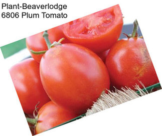 Plant-Beaverlodge 6806 Plum Tomato