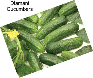 Diamant Cucumbers