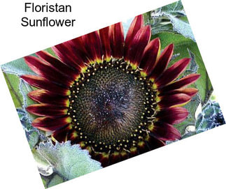 Floristan Sunflower