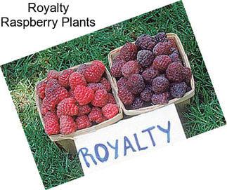 Royalty Raspberry Plants