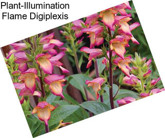 Plant-Illumination Flame Digiplexis