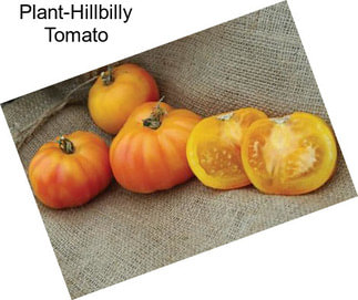 Plant-Hillbilly Tomato