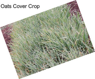 Oats Cover Crop