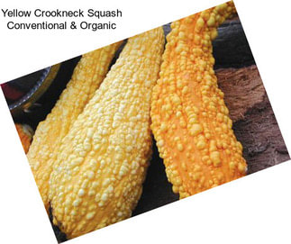Yellow Crookneck Squash Conventional & Organic