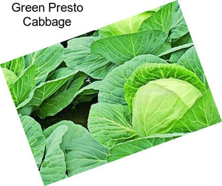 Green Presto Cabbage