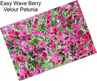 Easy Wave Berry Velour Petunia